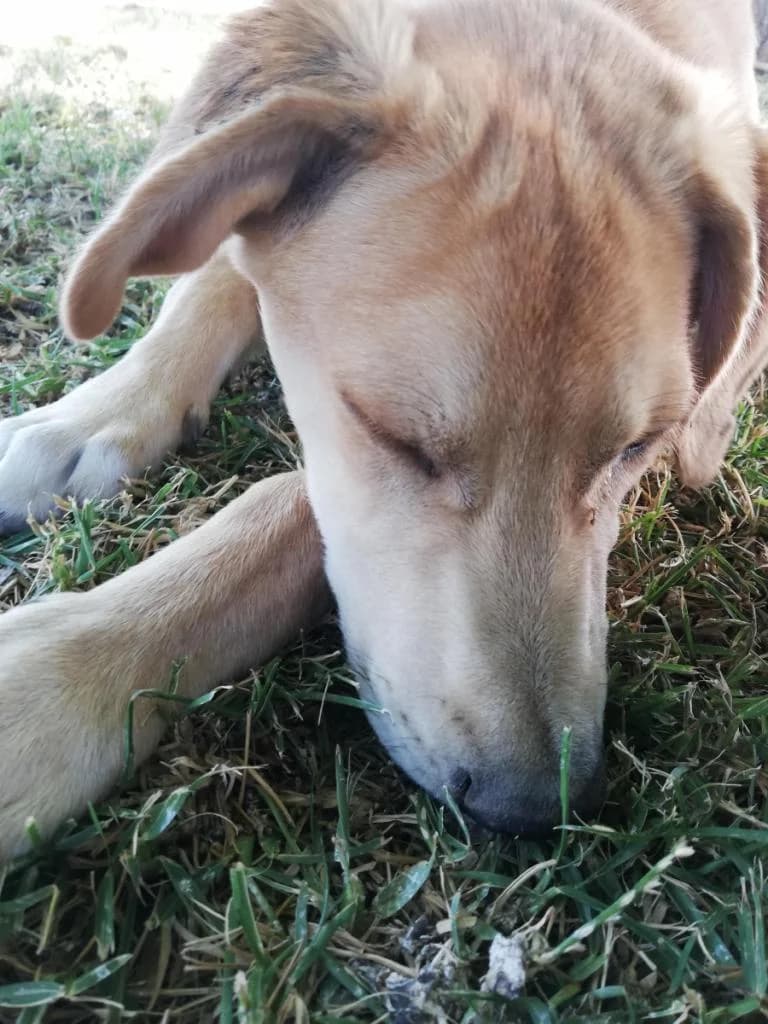 PETIFYC10819 photo 4