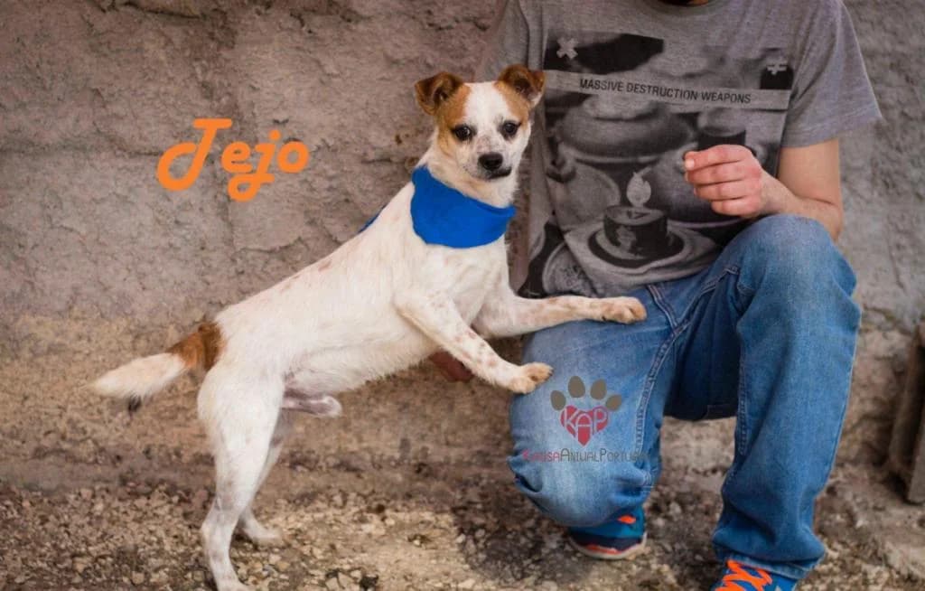 PETIFYC10819 photo 5