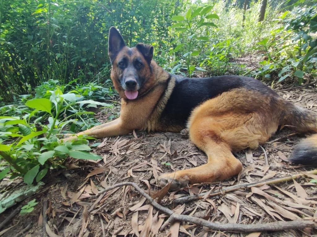 PETIFYC10819 photo 8