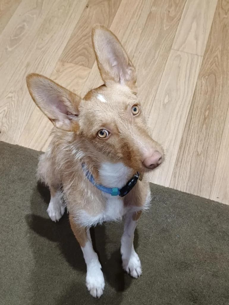 PETIFYC10823 photo 5