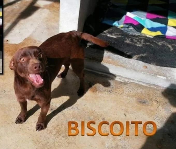 PETIFYC10823 photo 8