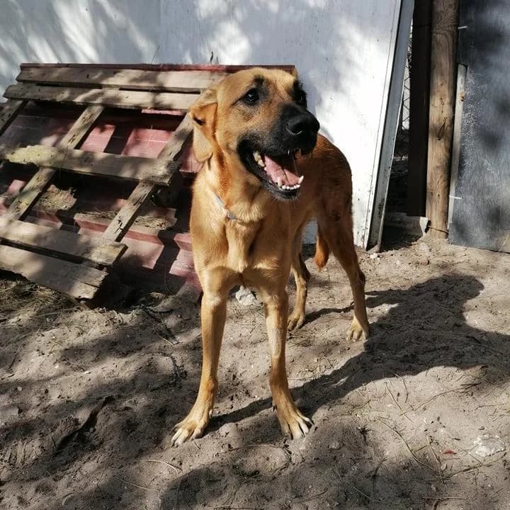 PETIFYC10824 photo 4