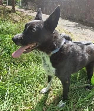 PETIFYC10824 photo 5