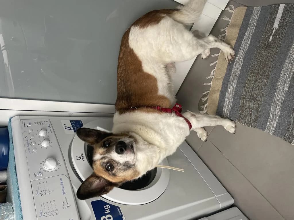 PETIFYC10824 photo 7