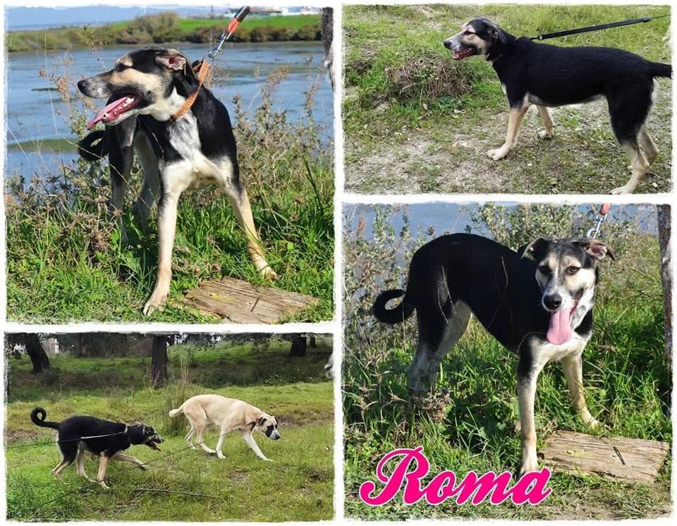 PETIFYC10825 photo 6