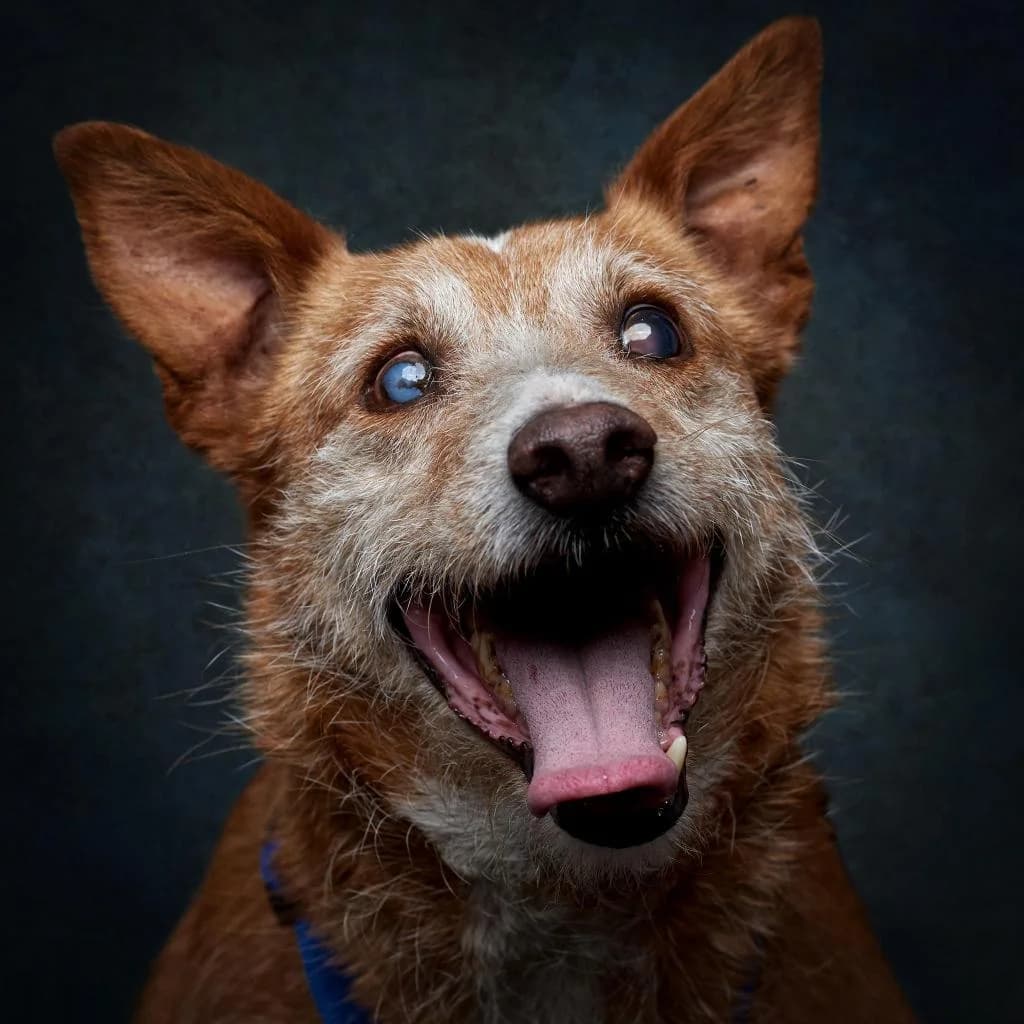 PETIFYC10826 photo 5