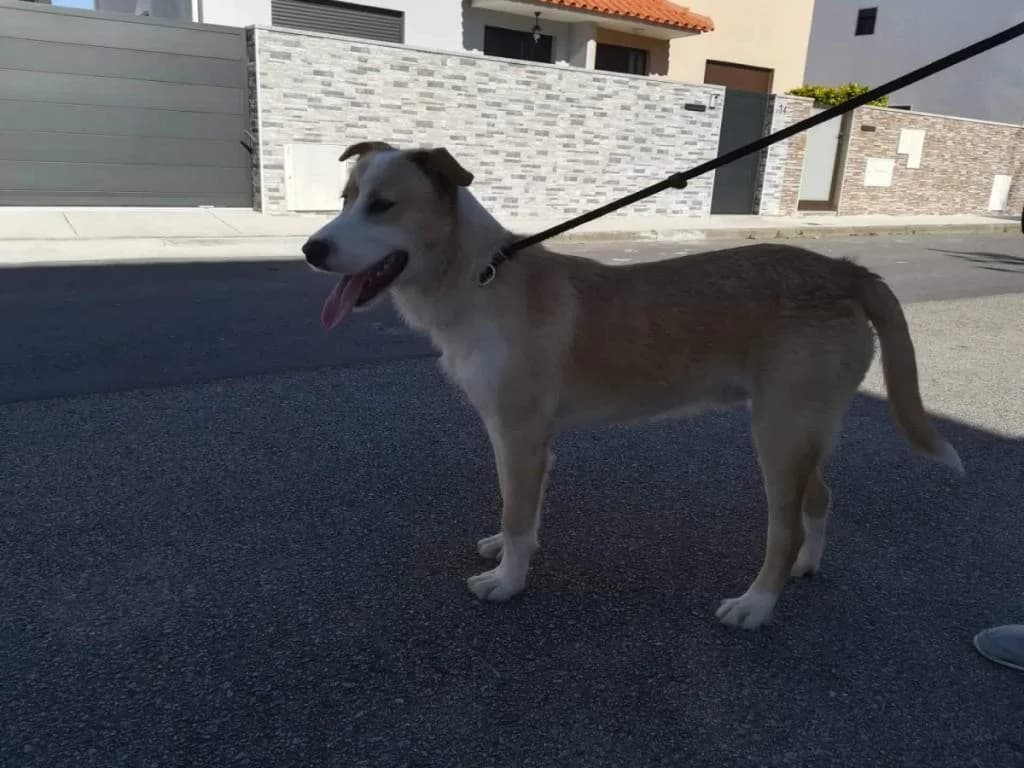 PETIFYC10826 photo 7