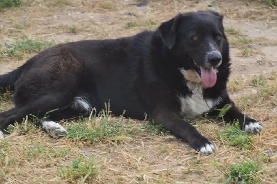 PETIFYC10826 photo 8