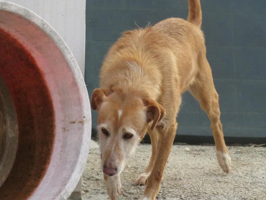 PETIFYC10829 photo 5