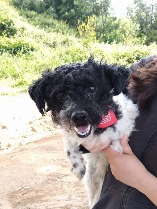 PETIFYC10830 photo 7