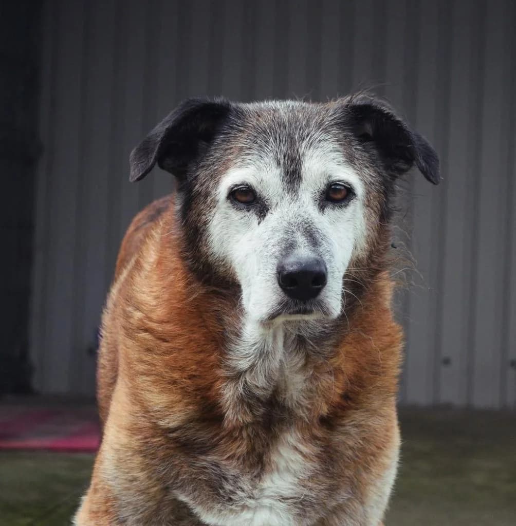 PETIFYC10830 photo 8