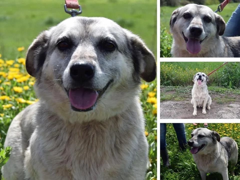 PETIFYC10831 photo 6