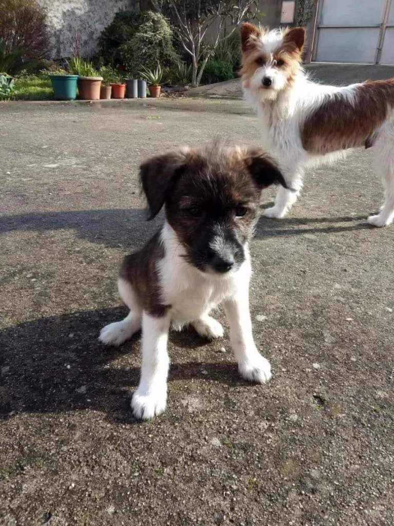 PETIFYC10831 photo 7