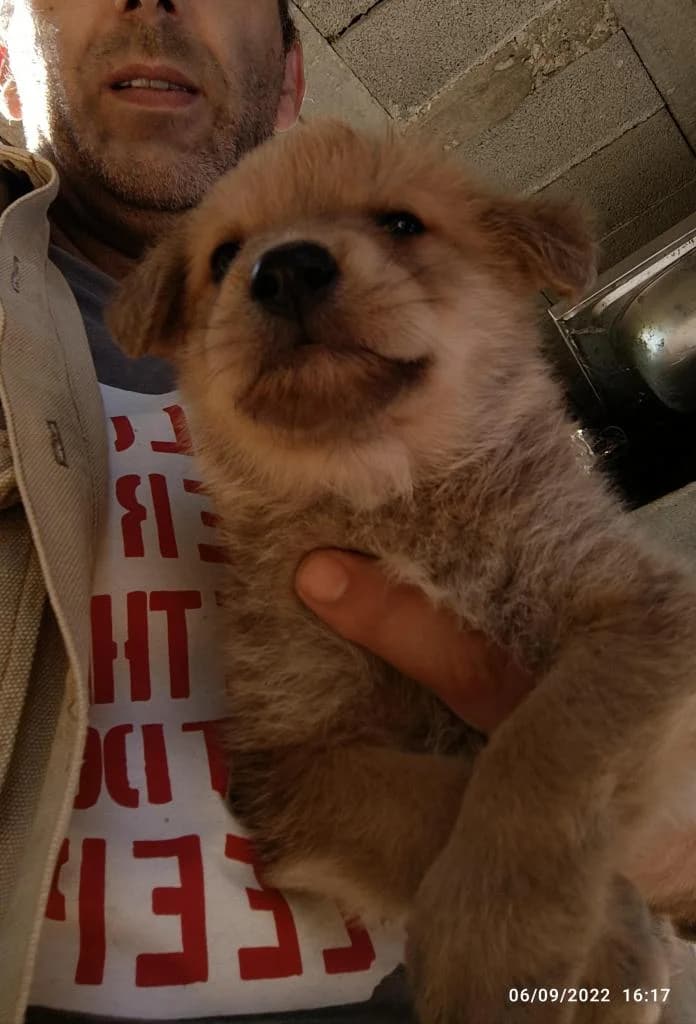 PETIFYC10831 photo 8