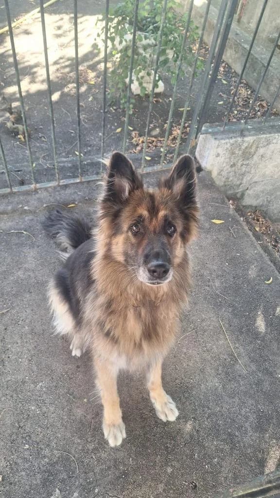 PETIFYC10832 photo 2