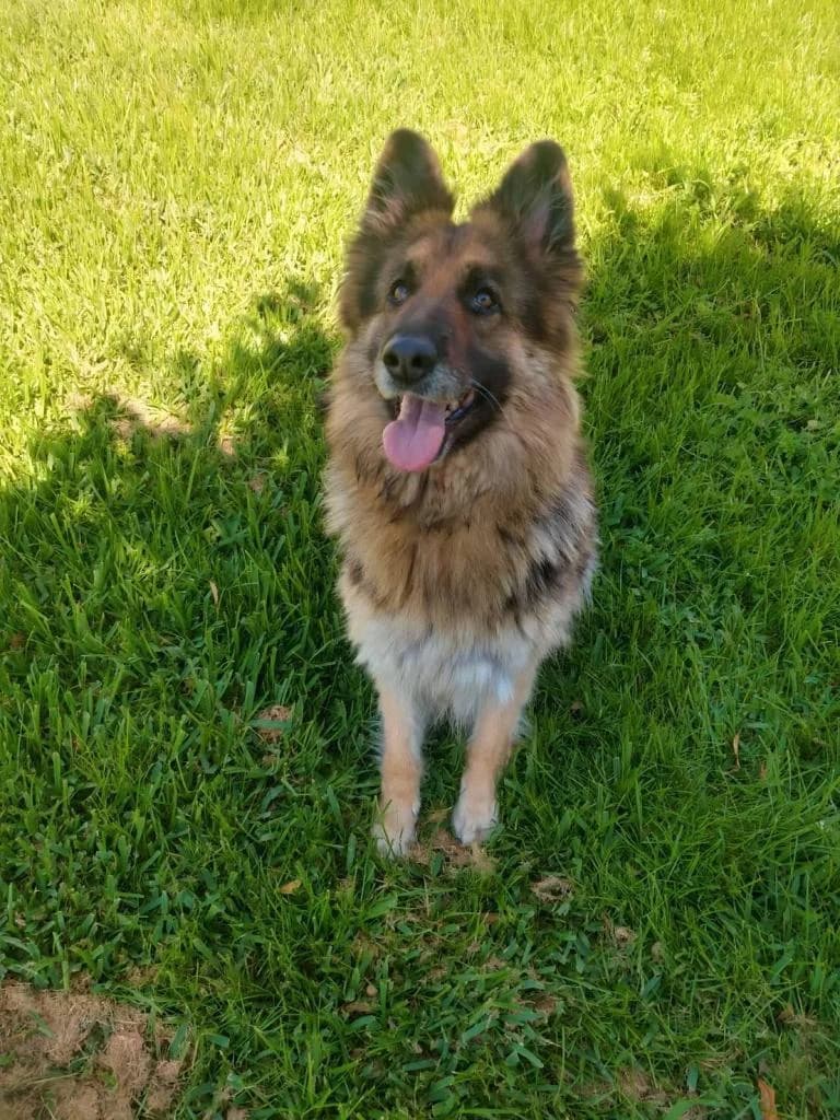 PETIFYC10832 photo 4