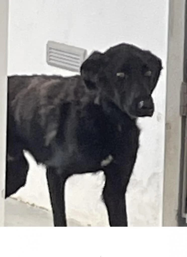 PETIFYC10832 photo 7