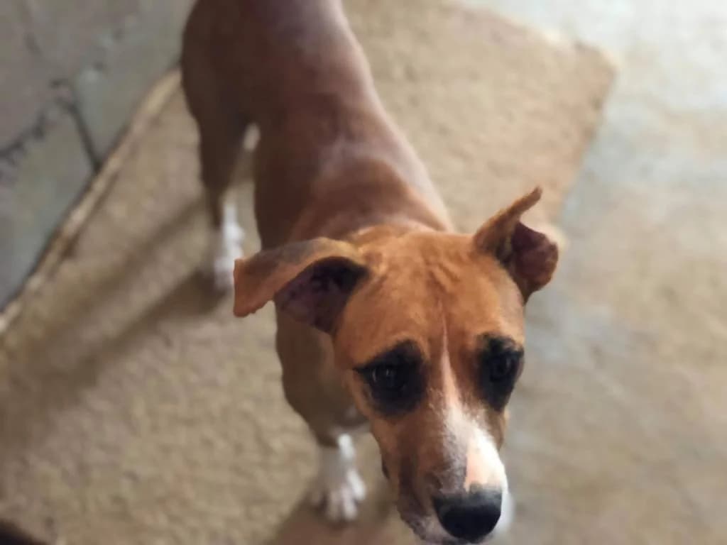 PETIFYC10832 photo 8