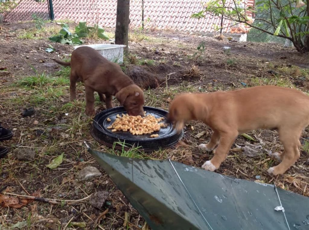 PETIFYC10840 photo 5