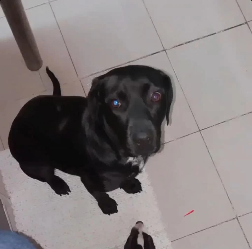 PETIFYC10840 photo 8