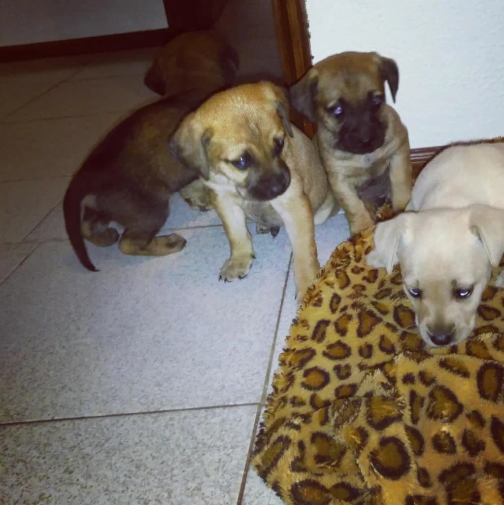 PETIFYC10847 photo 3