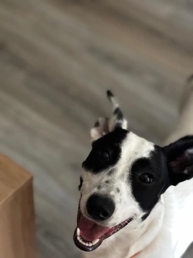 PETIFYC10869 photo 4