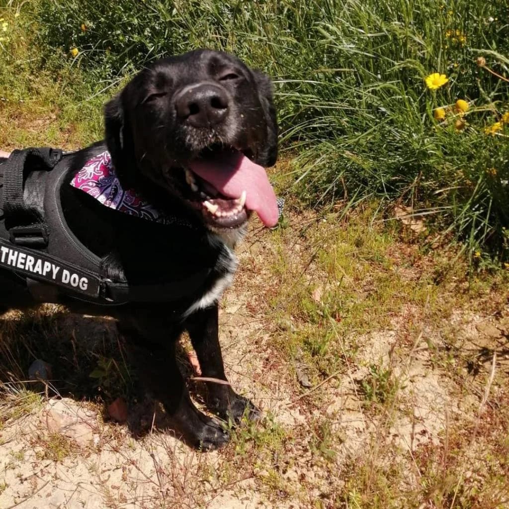 PETIFYC10887 photo 3