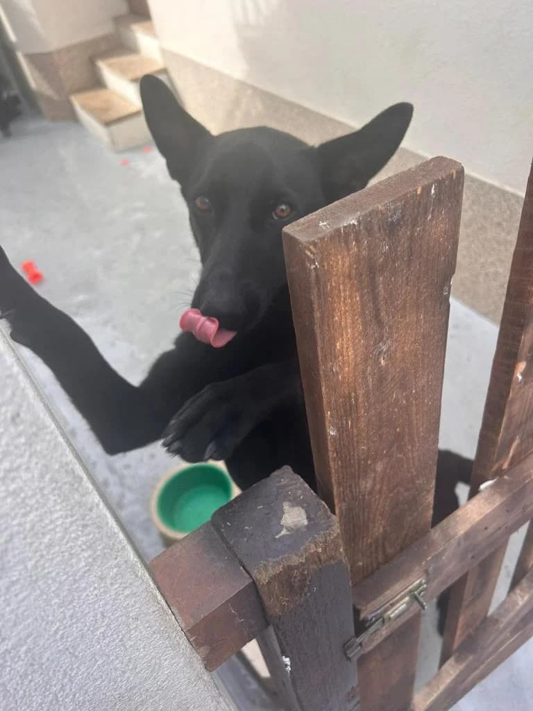 PETIFYC10902 photo 2