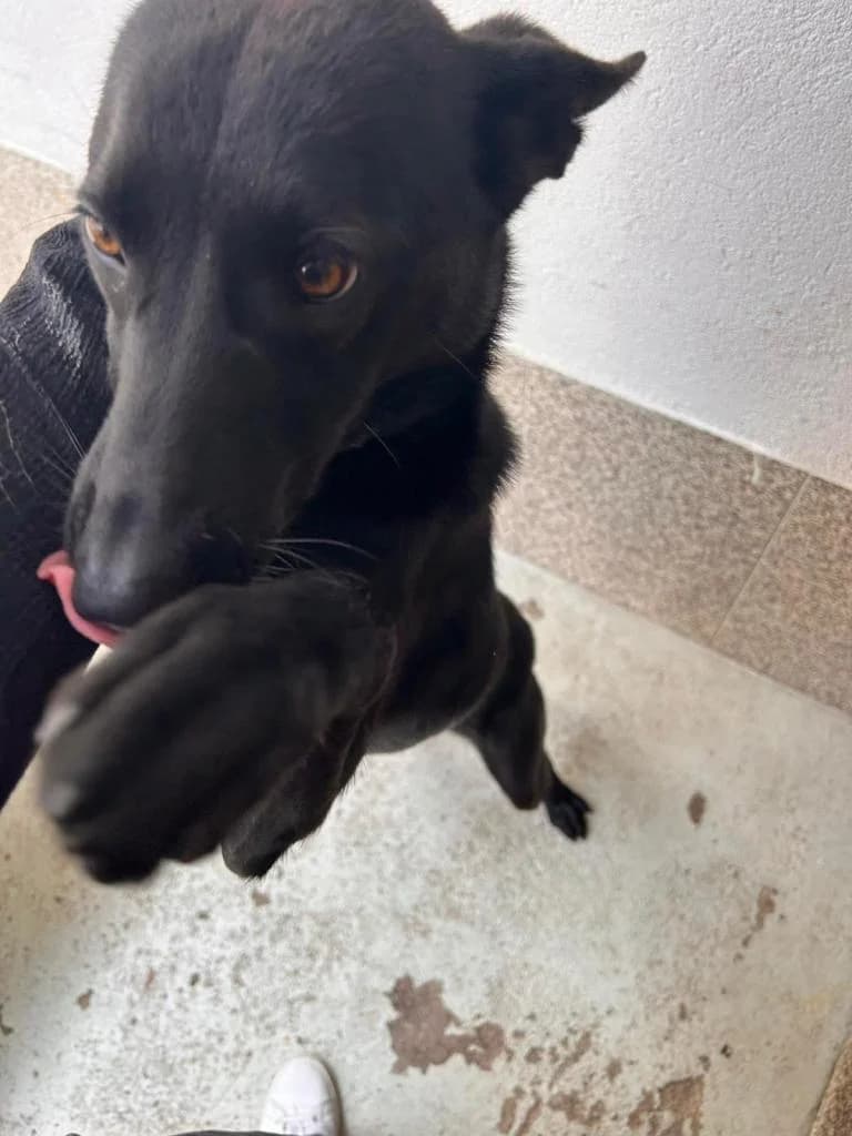 PETIFYC10902 photo 4