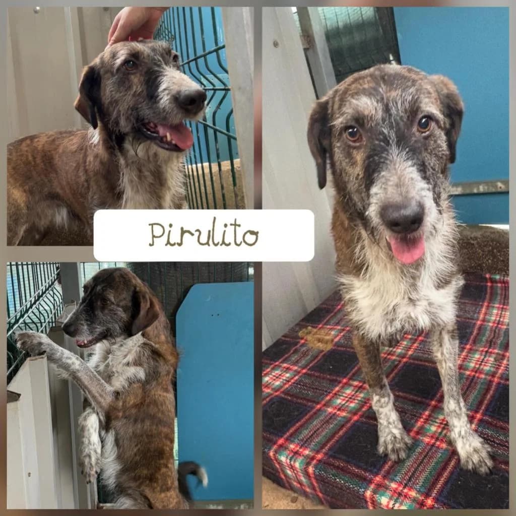 PETIFYC10909 photo 4