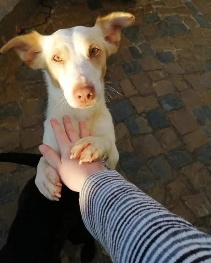 PETIFYC10923 photo 3