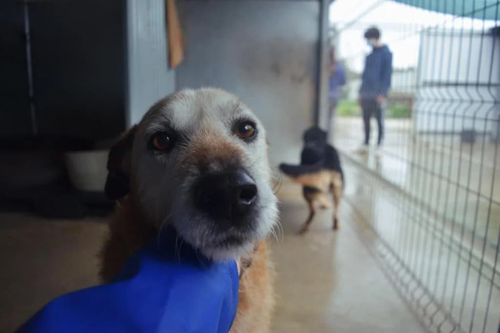 PETIFYC10935 photo 6