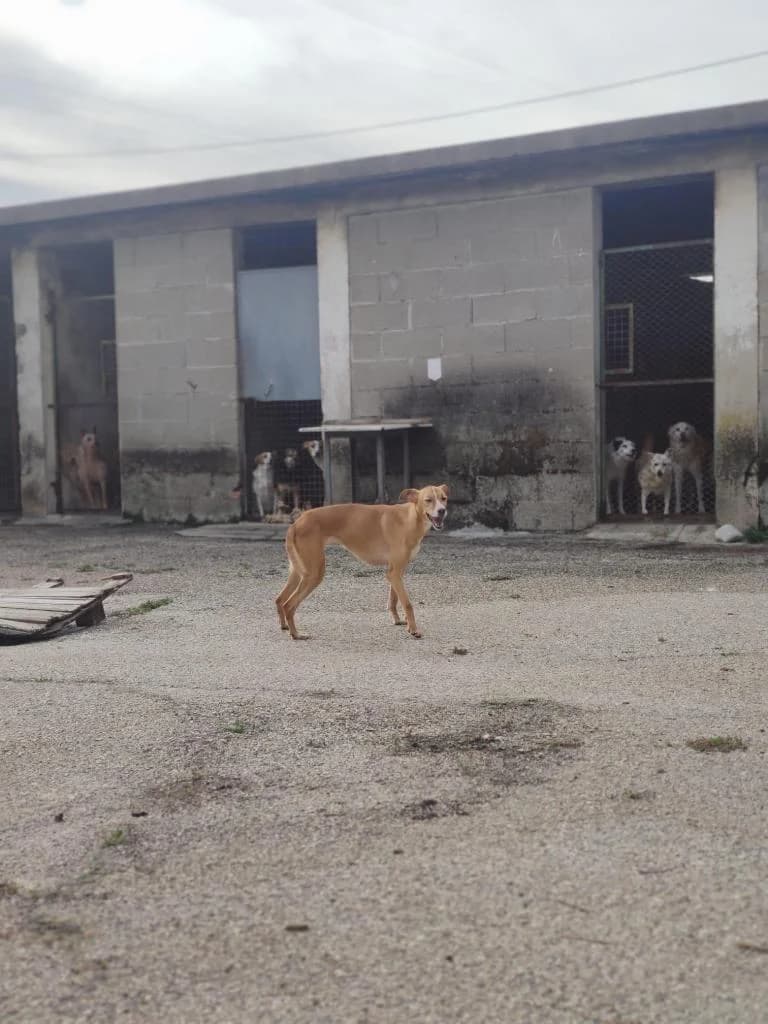 PETIFYC10959 photo 3