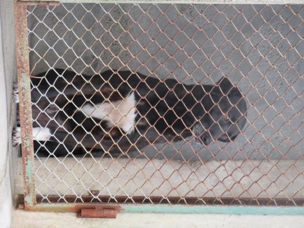 PETIFYC10959 photo 6