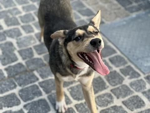 PETIFYC10963 photo 4