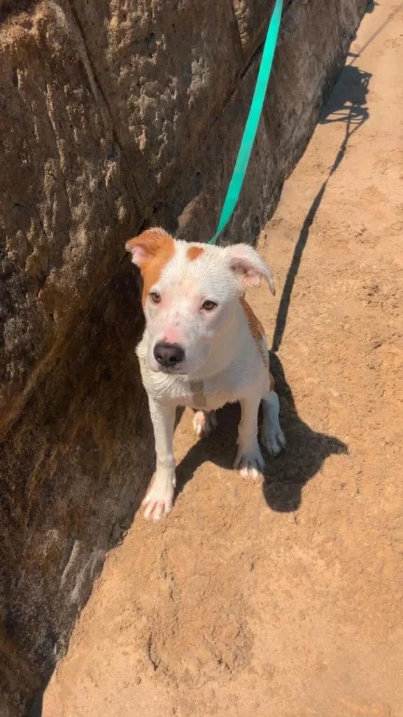 PETIFYC11008 photo 2