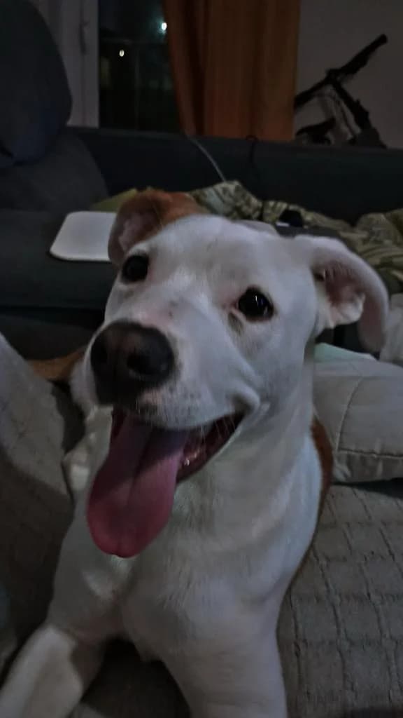 PETIFYC11008 photo 3