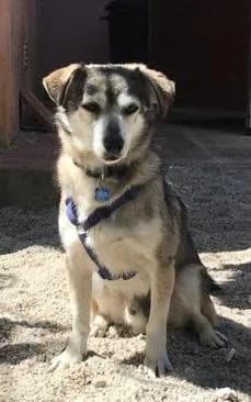 PETIFYC11008 photo 6