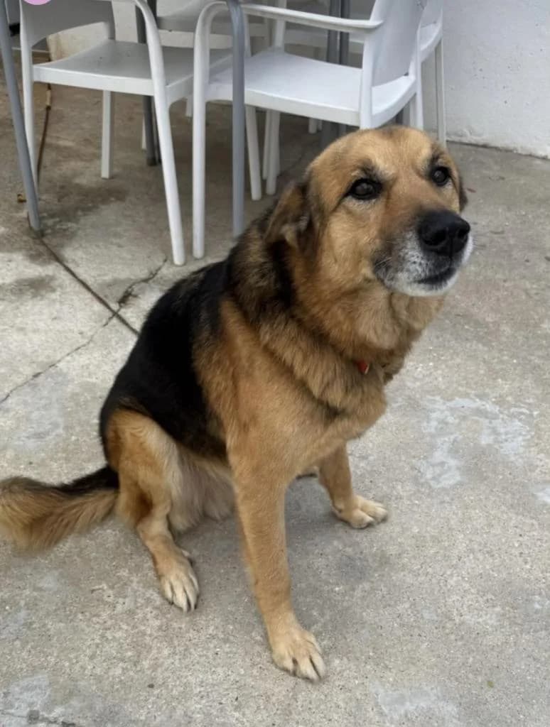 PETIFYC11017 photo 2