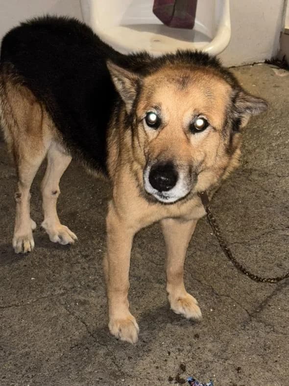 PETIFYC11017 photo 4