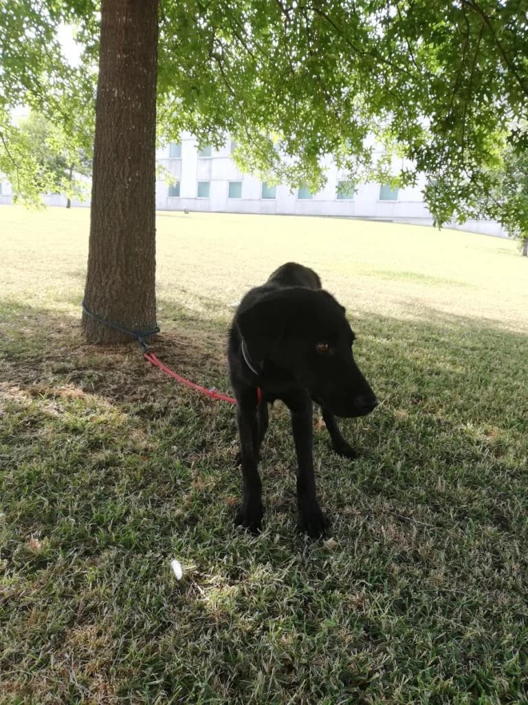 PETIFYC11017 photo 7