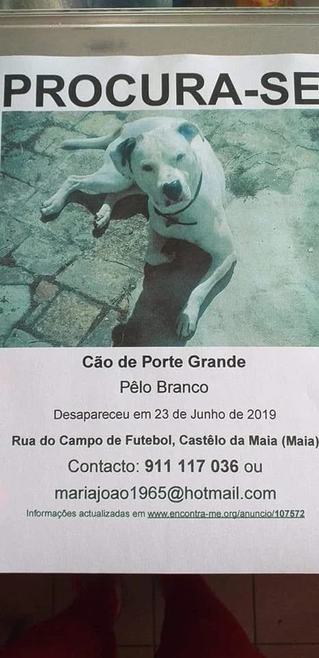 PETIFYC11023 photo 4