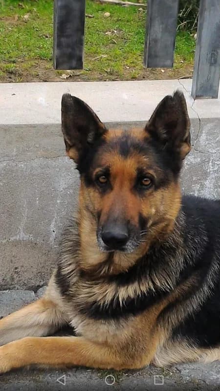 PETIFYC11025 photo 4