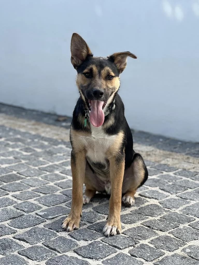 PETIFYC11029 photo 3