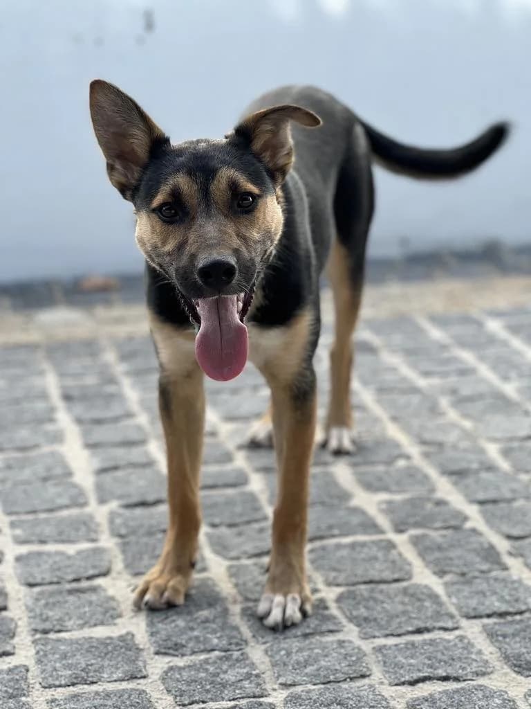 PETIFYC11029 photo 4