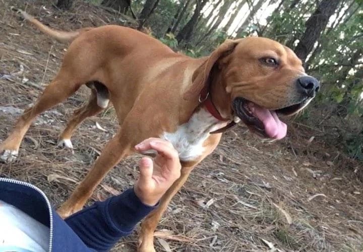 PETIFYC11208 photo 7