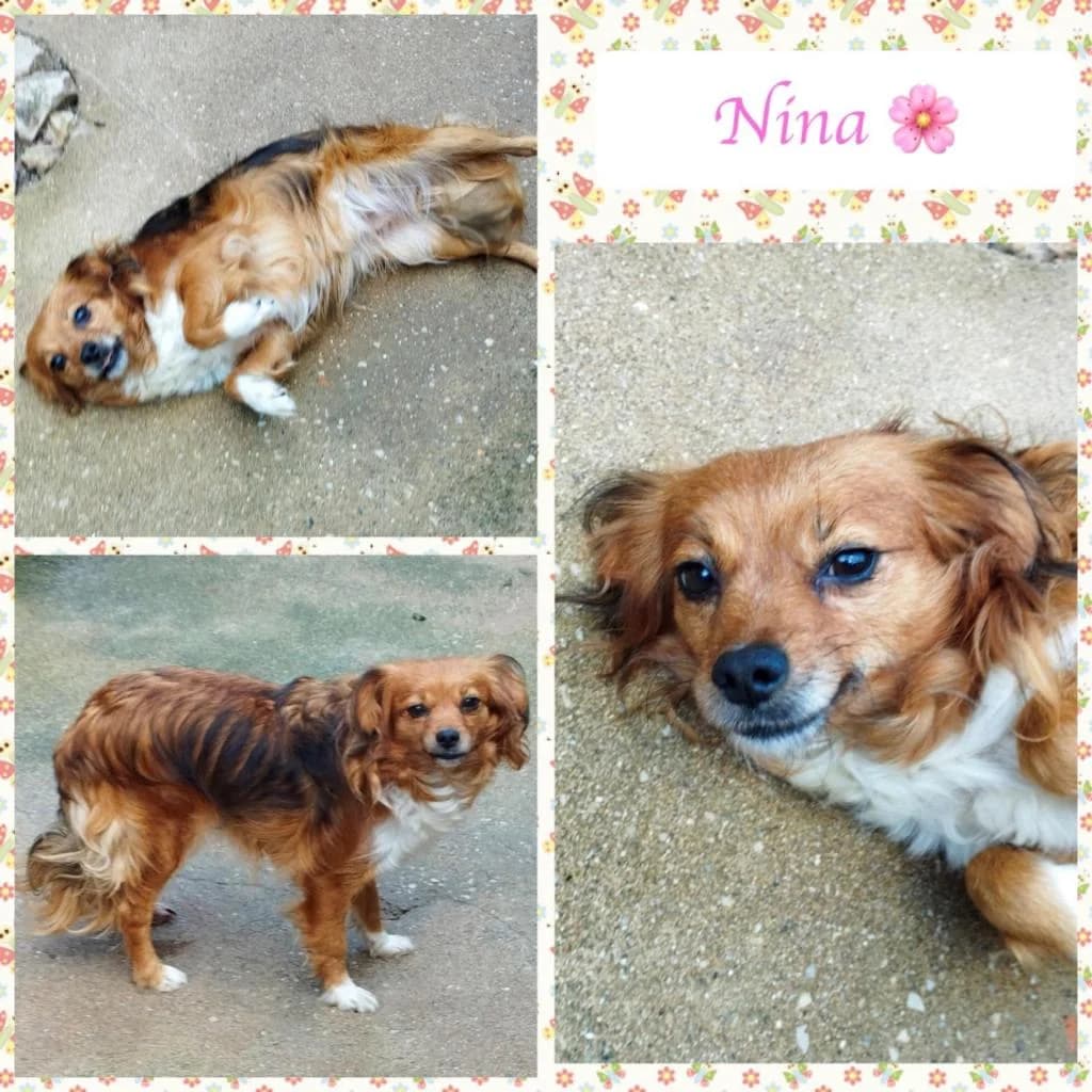 PETIFYC10101 photo 8