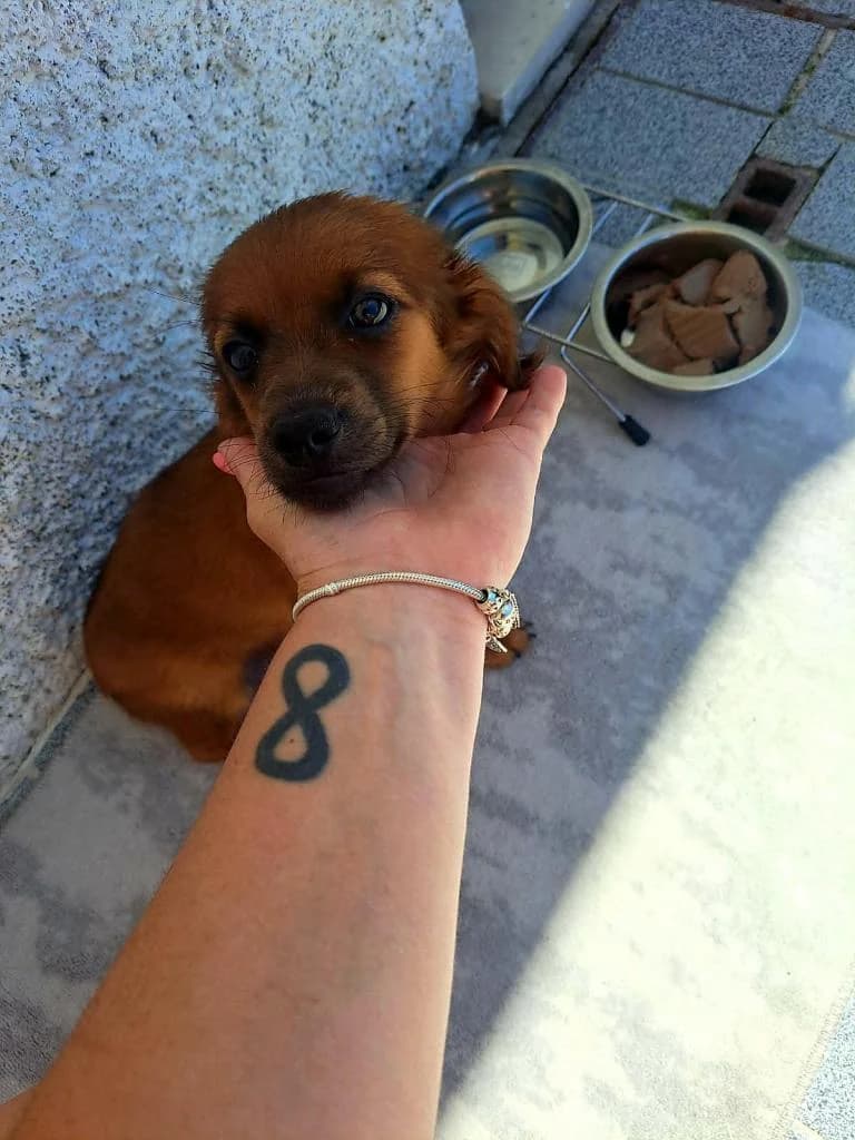 PETIFYC10277 photo 3