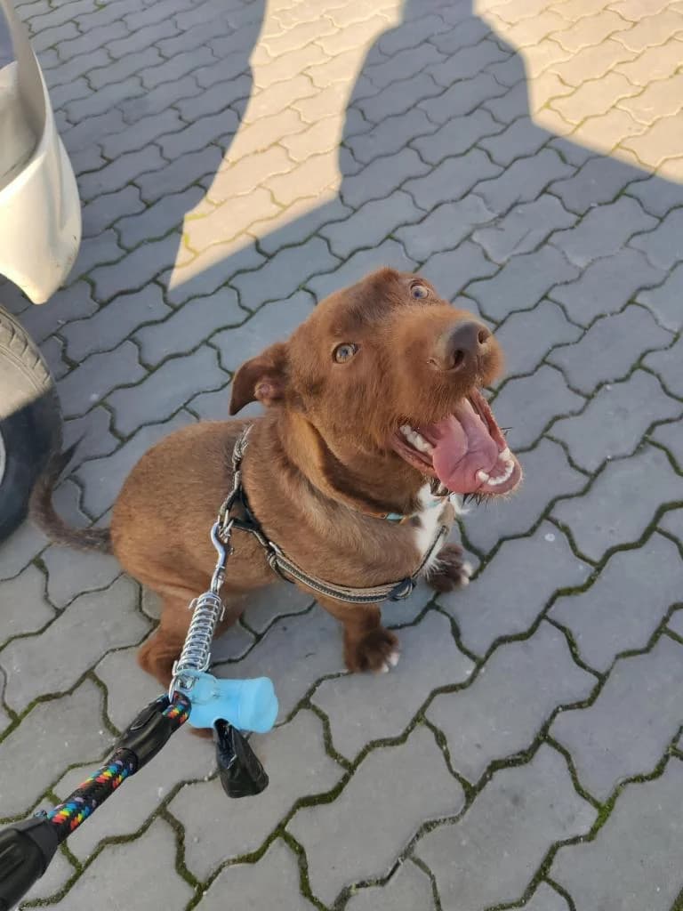 PETIFYC10603 photo 3