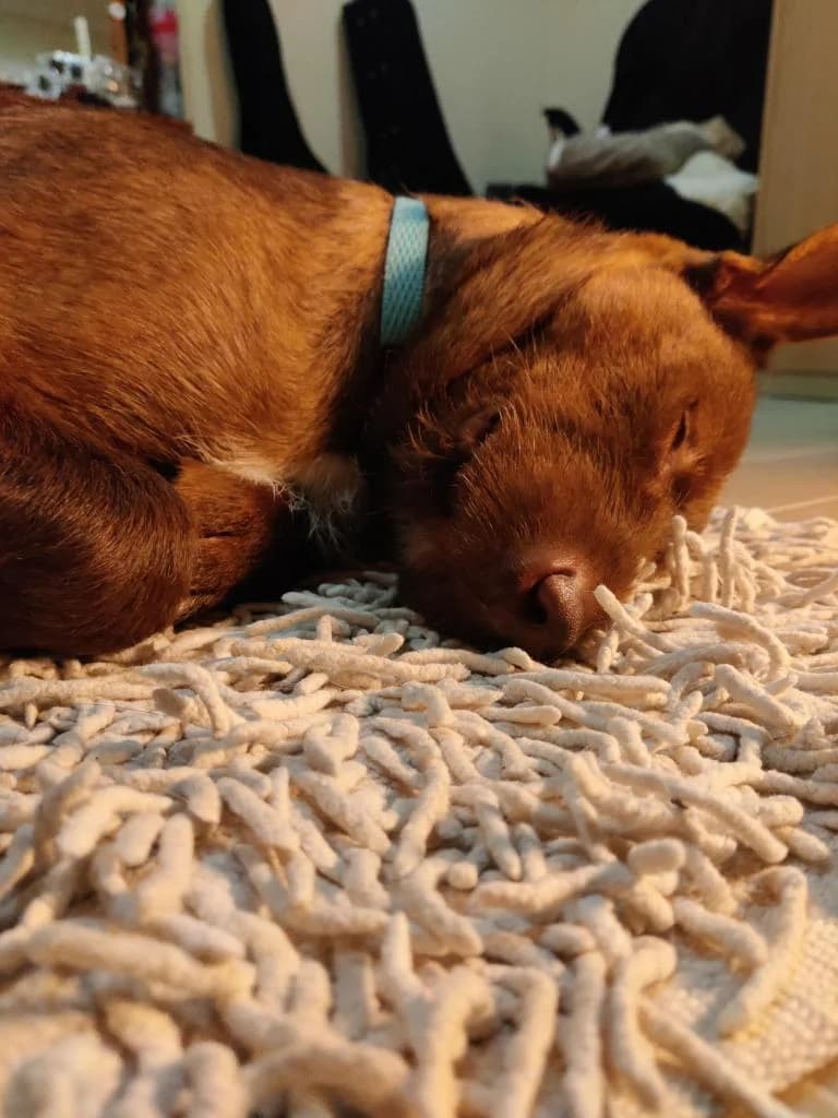 PETIFYC10603 photo 4